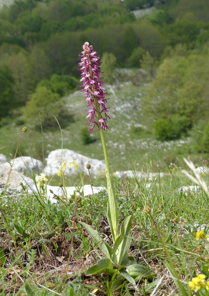 La Valle delle orchidee, Sassano e Monte San Giacomo 9 e 10 maggio 2015